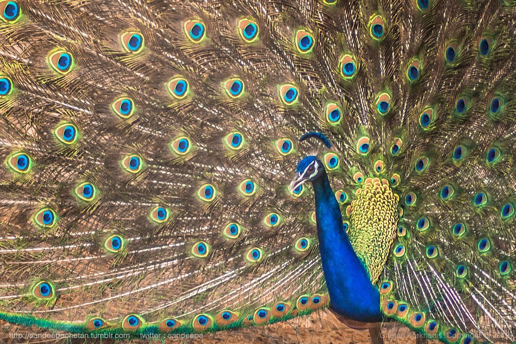 Peacock spotted at the village  by Bombay Trooper