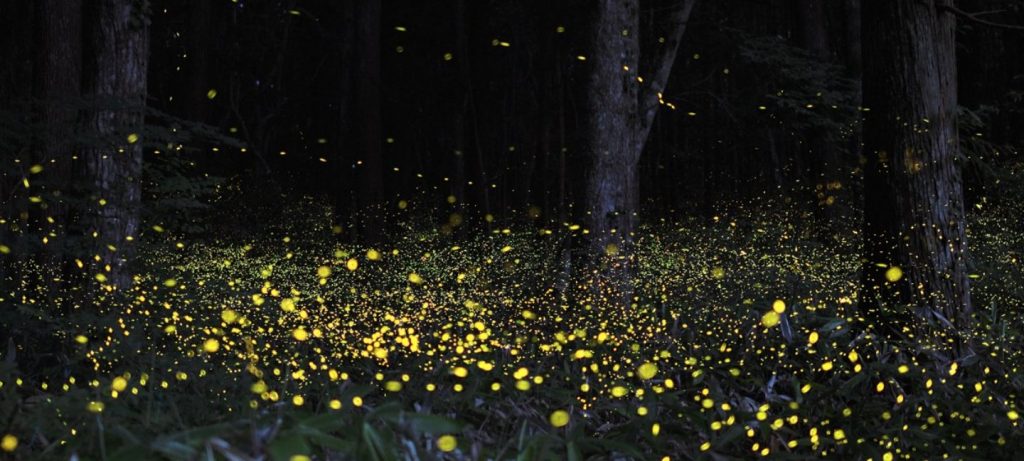 Fireflies all around the forest  by Bombay Trooper