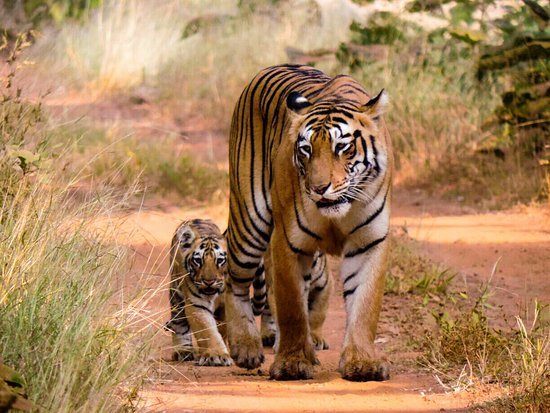 Tiger and his cub at Tadoba National Park  by Bombay Trooper